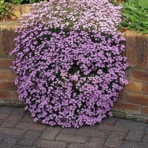 100+ Saponaria Seeds - Rock Soapwort Seeds, Non - Gmo