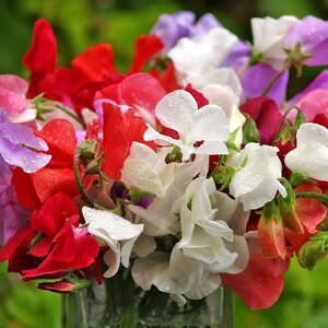 15+ Knee High Sweet Pea Flower Seeds Mix, Non-GMO