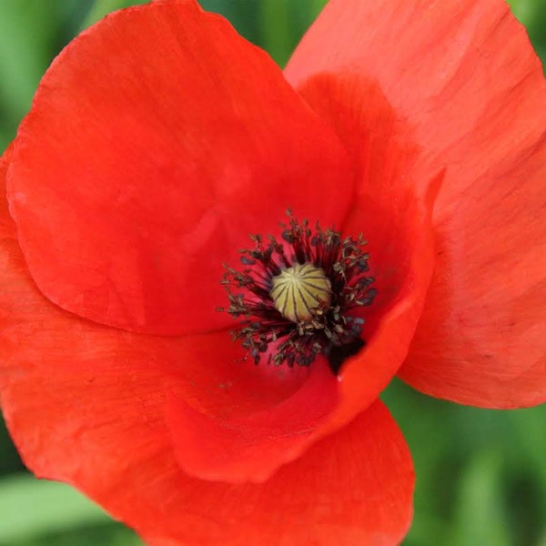 250+ American Legion Corn Poppy Flower Seeds, Non-GMO