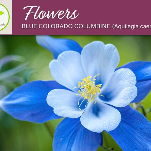 100 Blue Colorado Columbine Flower Seeds Non-gmo - Etsy