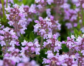 500+ Dwarf Creeping Thyme Ground Cover Herb Seeds Thymus Serpyllum
