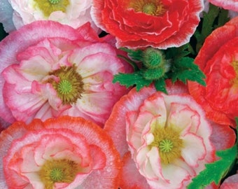 250+ Shirley Poppy Flower Seeds Double Mix, Non-GMO