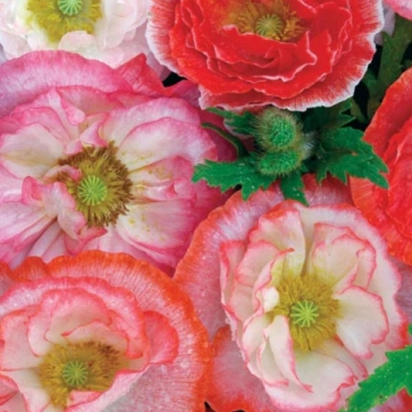 250+ Shirley Poppy Flower Seeds Double Mix, Non-GMO
