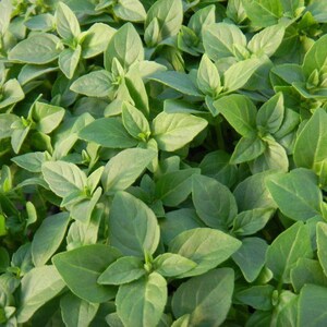 50+ Sweet Basil Dani Seeds, Basil Seeds, Herb Seeds, Non-GMO, Heirloom