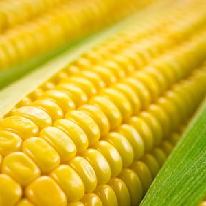 May include: Close-up of a corn cob with yellow kernels and green husks. The kernels are plump and juicy, and the husks are fresh and vibrant.