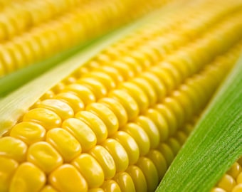 Golden Bantam Corn Seeds, Vegetable Seeds, Non Gmo, Heirloom
