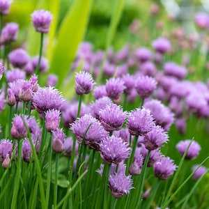 30+ Chives Seeds, Herb Seeds, Non-GMO, Heirloom