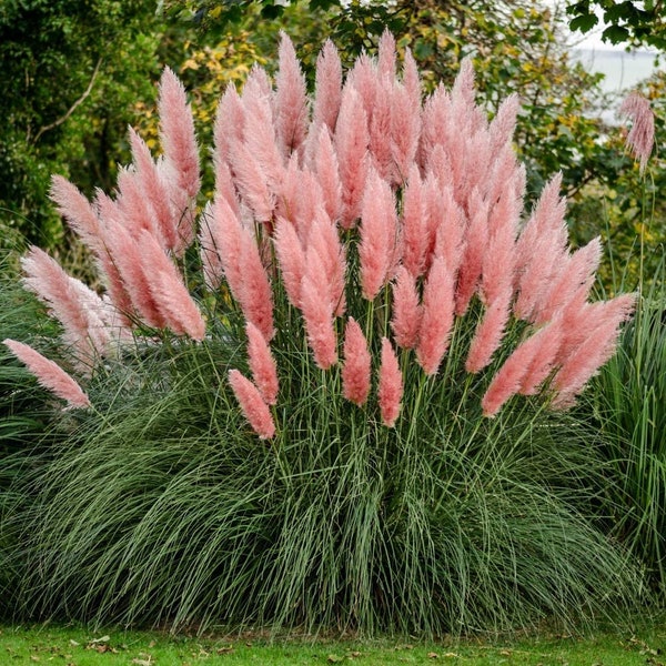 50+ Pink Pampas Grass Seeds, Cortaderia selloana, Non-GMO