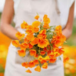 250+ California Poppy Orange Flower Seeds, Non-GMO