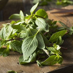 100+ Thai Basil Seeds, Sweet Thai Basil Seeds, Herb Seeds, Non-GMO, Heirloom