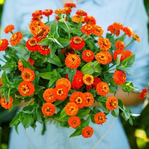 50+ Lilliput Orange Zinnia Seeds, Heirloom Flower Seeds, Non-GMO