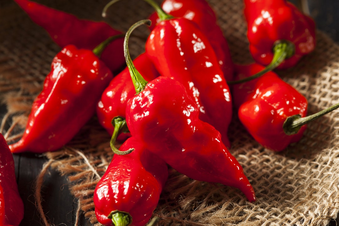 thumbnail image 2 of Rainbow Habanero Pepper Seeds Mix - 50+ Hot Peppers - Red, Yellow, Chocolate, White, Orange 2 of 6