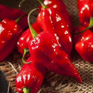 25+ Red Caribbean Habanero Pepper Seeds, Hot Pepper Seeds, Vegetable Seeds, Non-GMO, Heirloom