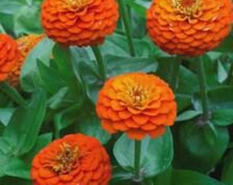 50+ Lilliput Orange Zinnia Seeds, Heirloom Flower Seeds, Non-GMO