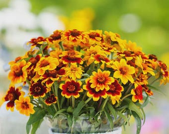 50+ Persian Carpet Zinnia Mix Seeds, Heirloom Flower Seeds, Non-GMO