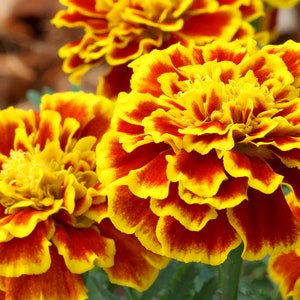 250+ Sparky Marigold Seed Mix, French Marigold, Flower Seeds, Non-GMO