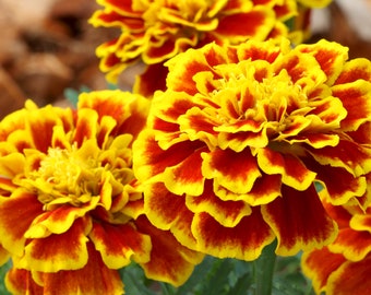 250+ Sparky Marigold Seed Mix, French Marigold, Flower Seeds, Non-GMO