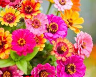 50+ Carrousel Mix Zinnia Seeds, Heirloom Flower Seeds, Non-GMO