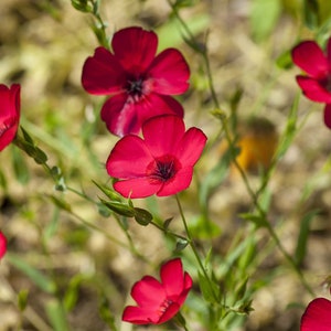 200+ Red Scarlet Flax Linum Grandiflorum var. Rubrum Seeds, Flower Seeds, Non-GMO