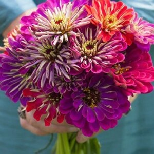 Pu&ograve; includere: Un mazzo di zinnie vibranti in rosa, viola e rosso. I fiori hanno una variet&agrave; di trame e forme, creando una bellissima e colorata esposizione.