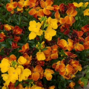 100+ English  WallFlower Seeds, Aegean Wallflower, Non-GMO
