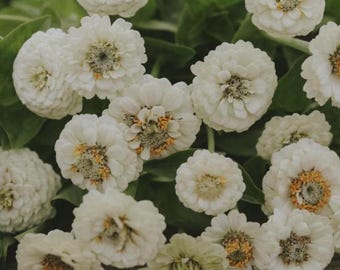 50+ Lilliput White Zinnia Seeds, Heirloom Flower Seeds, Non-GMO
