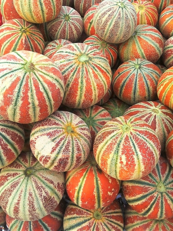 5 Rare Kajari Sweet Melon Seeds Melon Seeds Fruit Seeds - Etsy