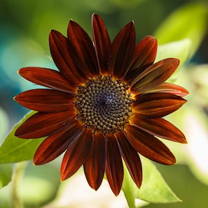 50+ Velvet Queen Sunflower Seeds, Sunflower Seeds, Non-GMO, Flower Seeds