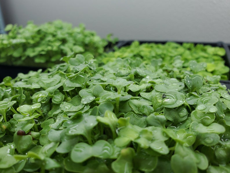 Seed2Sprouts Kale Microgreen Seeds