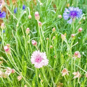 May include: A field of green grass with pink and blue wildflowers. The flowers are in various stages of bloom, with some fully open and others still in bud.