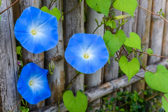 25+ Heavenly Blue Morning Glory Flower Seeds, Non-gmo, Heirloom - Etsy