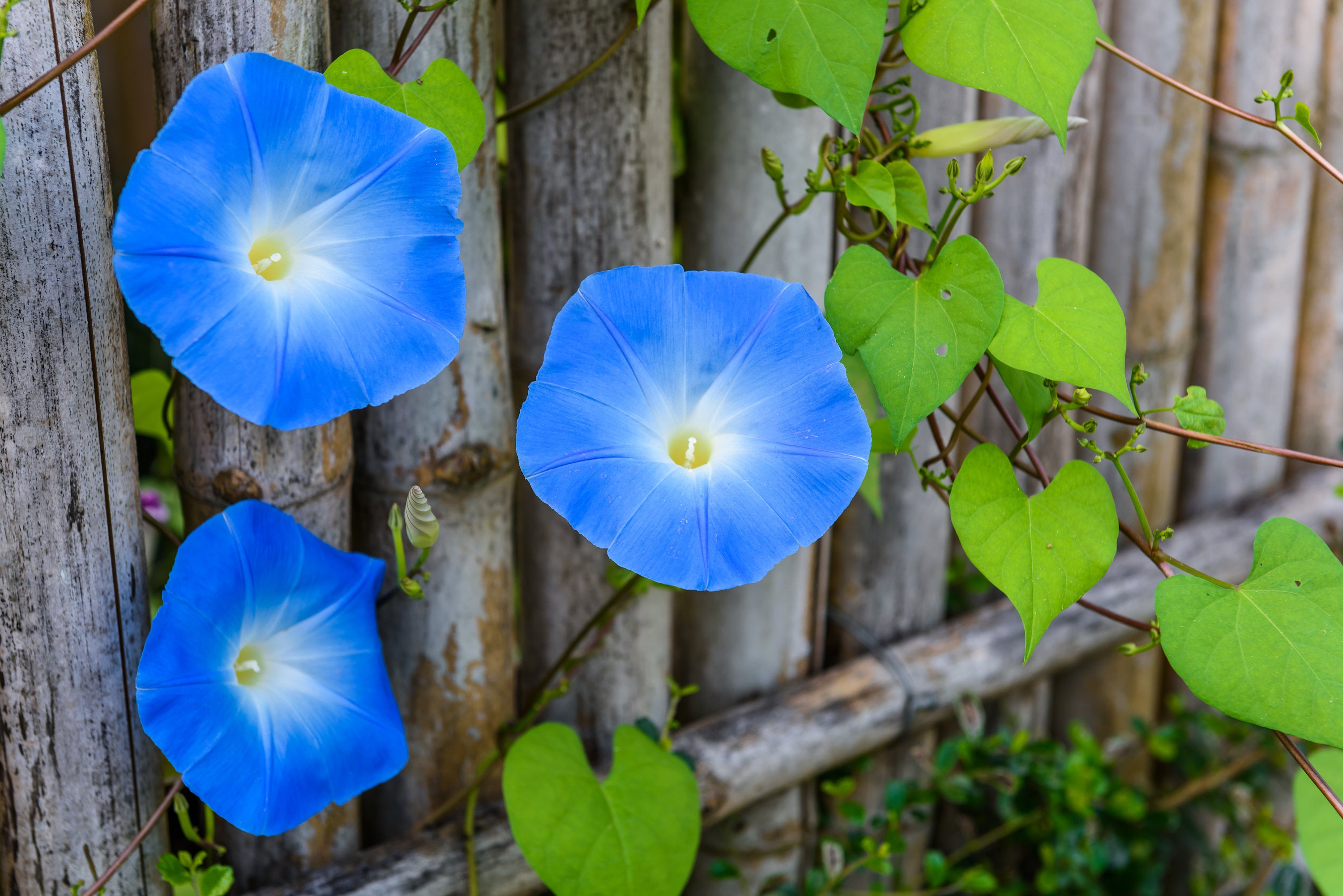 Heavenly Blue Morning Glory Flower Seeds NonGMO Heirloom Etsy