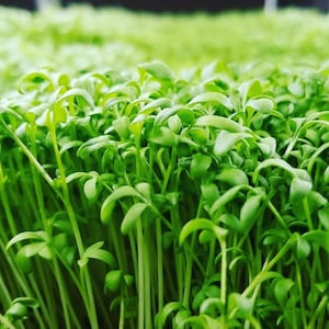 Cress Curled Microgreen Seeds, 6 - 10 Times More Nutrious Than Vegetables, Cress Microgreen Seeds, Non-Gmo, Heirloom, Hydroponic, Herb Seeds