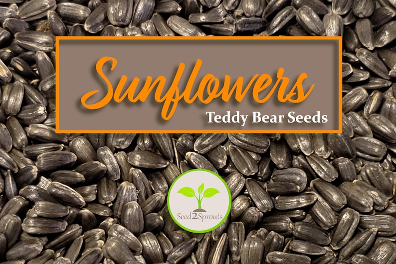 25 Teddy Bear Sunflower Seeds Sunflower Seeds Flower Seeds Etsy