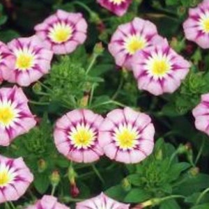 May include: A close-up of a cluster of pink and white flowers with purple stripes. The flowers have a yellow center and are blooming in a garden setting.