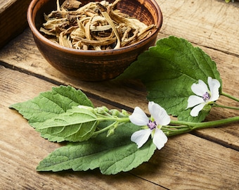50+ Marshmallow Herb Seeds, Herb Seeds, Heirloom, Non-GMO