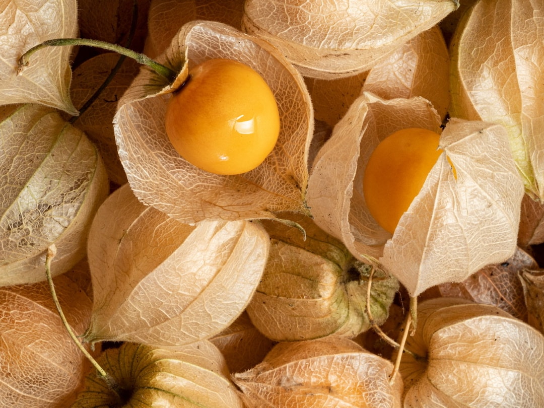 25 Cape Gooseberry Tomatillo Seeds, Tomatillo Seeds, Vegetable Seeds