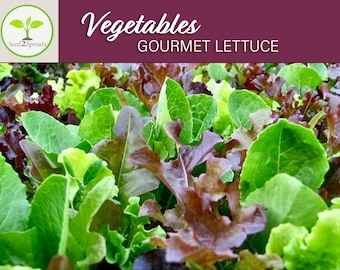 May include: A close-up of a variety of gourmet lettuce, including red and green varieties. The lettuce is fresh and vibrant, with a variety of textures and shapes. The lettuce is arranged in a bed of soil, with the text "Vegetables Gourmet Lettuce" visible at the top of the image.
