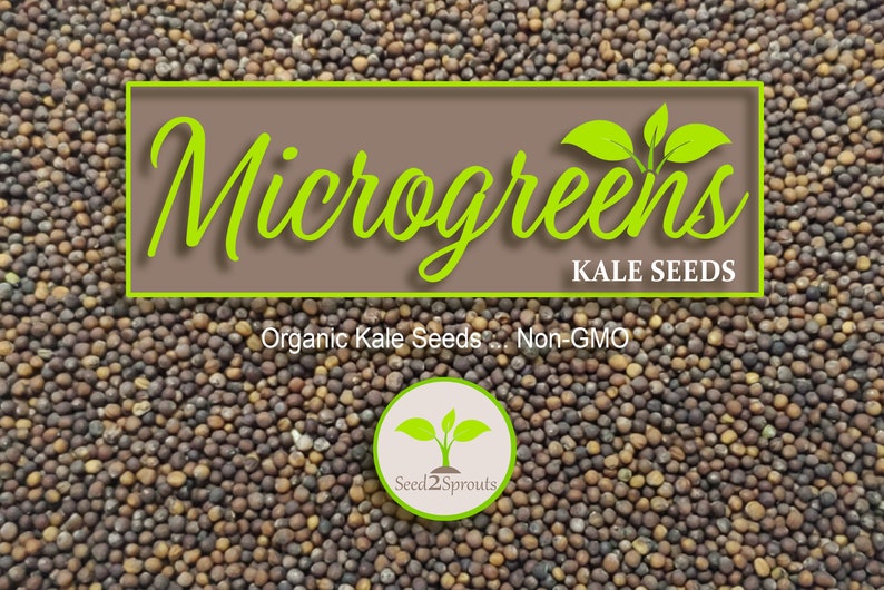 Seed2Sprouts Kale Microgreen Seeds - Thumbnail 3