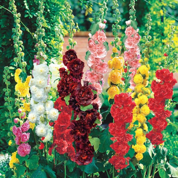 50 Summer Carnival Hollyhock Seeds, Flower Seeds, Non-GMO