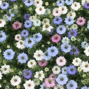200+ Love In A Mist Nigella Jewels Mix Flower Seeds, Non-GMO