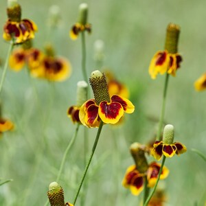 May include: A field of yellow and red wildflowers with long stems and green leaves. The flowers have a unique shape with a pointed center and petals that are yellow with red markings.