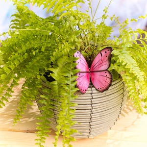 Puede incluir: Un helecho en maceta con frondas de color verde brillante. Una mariposa rosa con detalles negros est&aacute; unida a la cesta tejida. La cesta es de color gris claro y tiene un dise&ntilde;o circular.