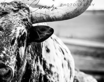 Black and White Spotted Longhorn Digital Download