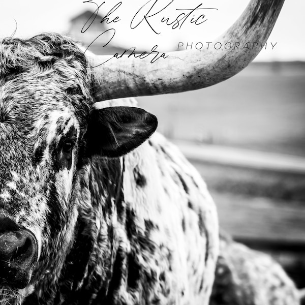 Longhorn Pictures Black and White - Etsy