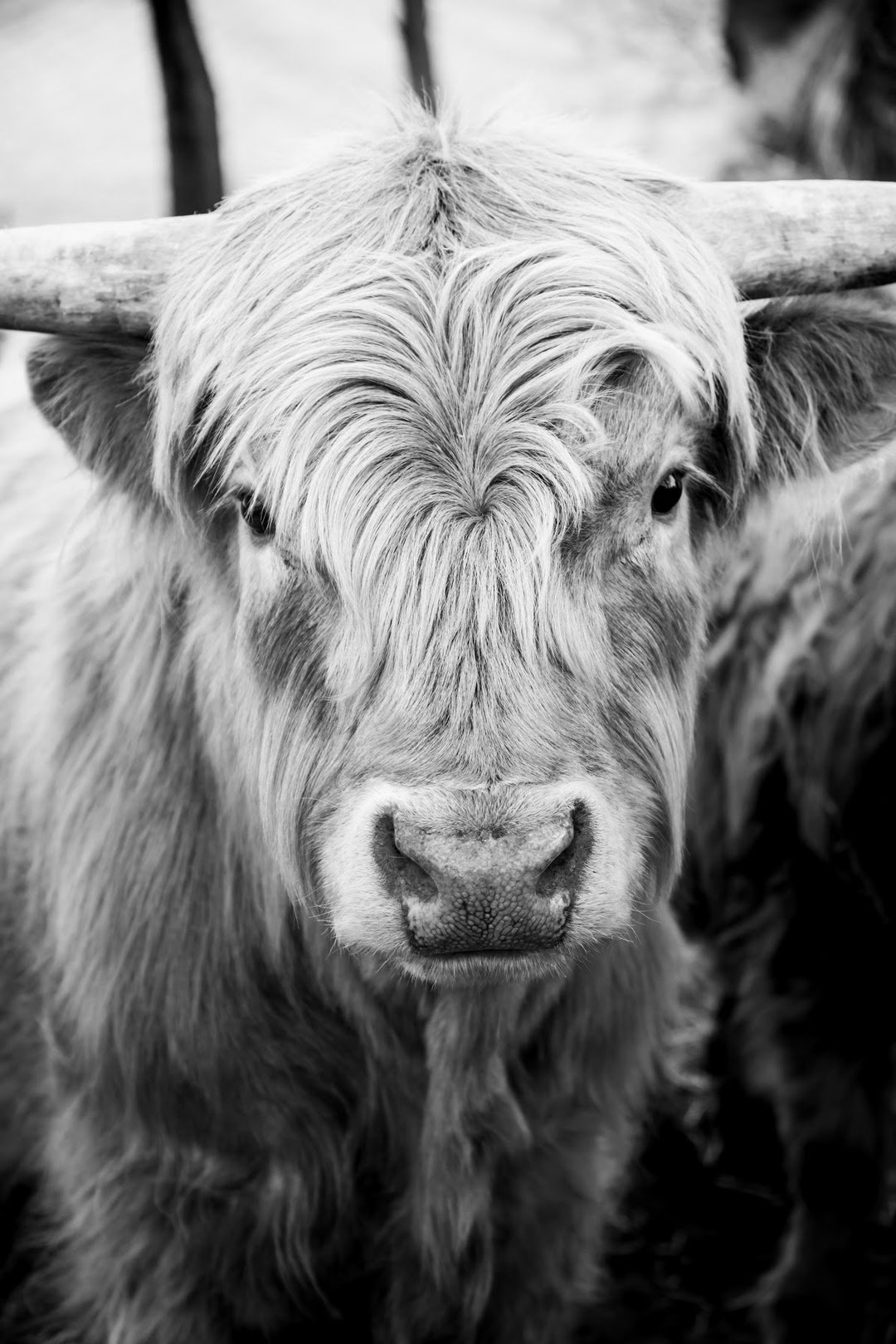 Black and White Highland Cow Portrait Digital Download Etsy