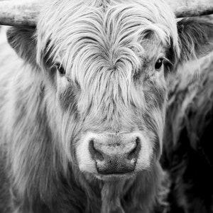 Black and white highland cow portrait digital download