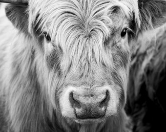 Black and white highland cow portrait digital download