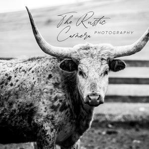 Black and White Longhorn Cow Digital Download