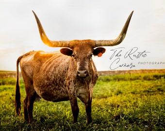 Brown Longhorn at Sunset Digital Download